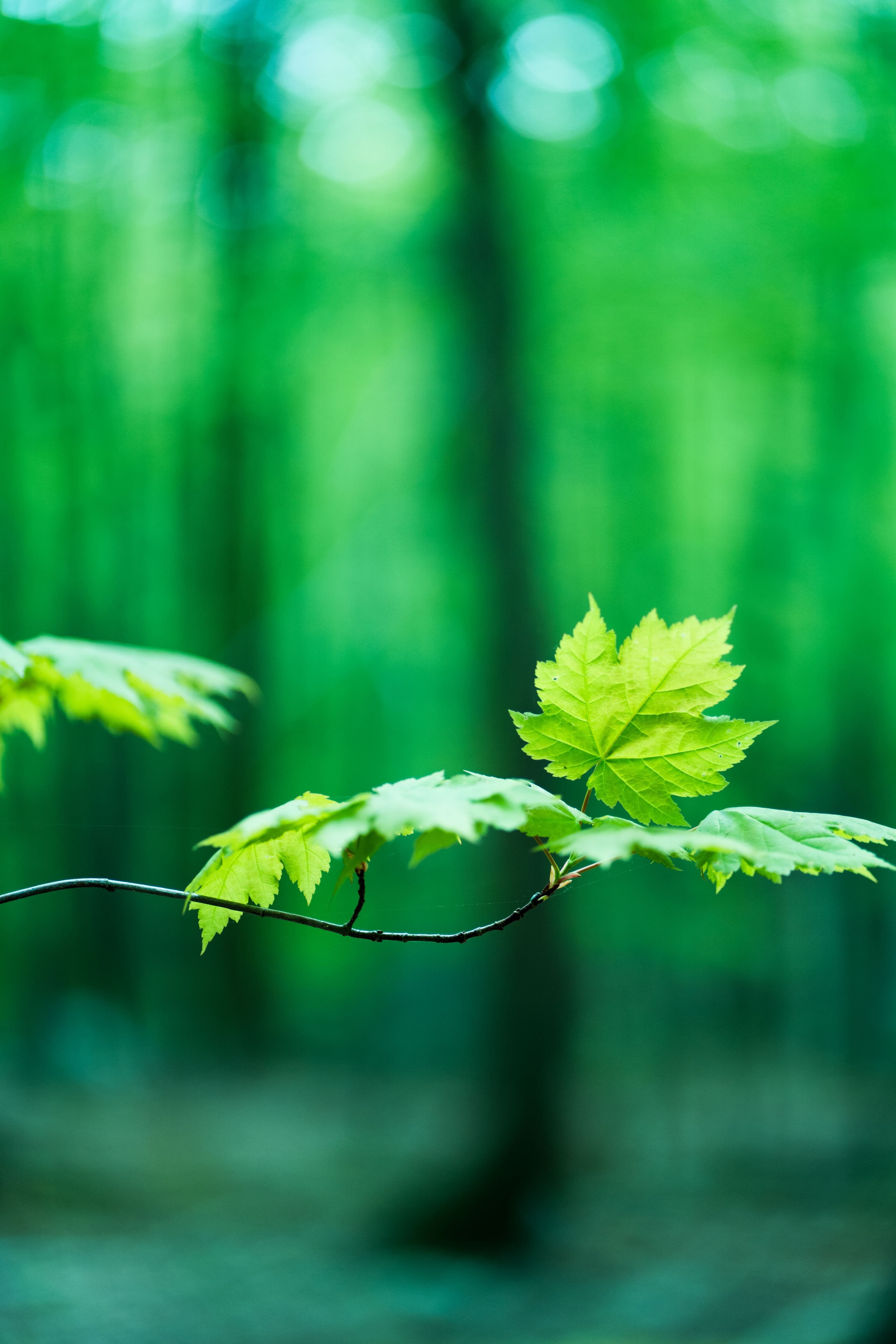 GLOPRO environmental commitment — image 2